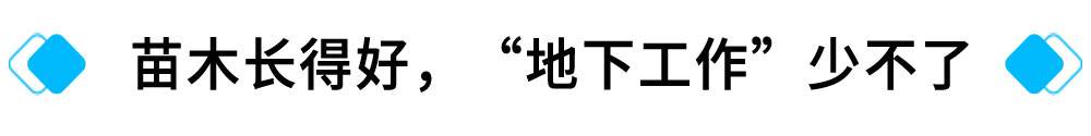 苗木长得好，“地下工作”少不了.jpg